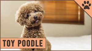 toy poodle facts toy poodle puppies