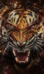 Tiger HD Wallpaper Background for ...