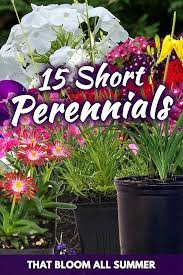 It grows 23 to 29 inches tall and displays large, white flowers with pink throats all summer and into. 15 Short Perennials That Bloom All Summer Garden Tabs