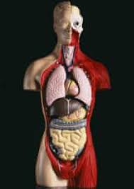 The left ventricle wall of the heart has been found to be thicker in textbooks generally cite that the liver performs around 500 functions in the body. The Cost Of Body Parts Around The World Health Wellbeing The Guardian