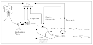 ciclo del nitrogeno para dibujar imagui