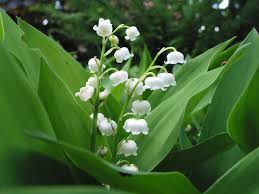 grow lily of the valley flowers
