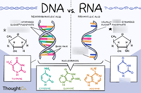 dna structure and replication diagram