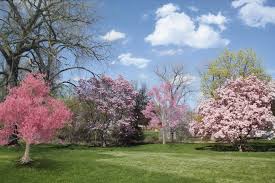 Image result for Flowering Trees landscaping