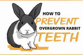 how to prevent overgrown rabbit teeth