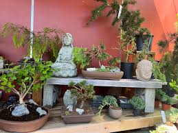 pre bonsai west seattle nursery