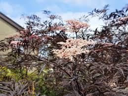 Check spelling or type a new query. Can You Eat Pink Elderflowers Wild Walks Southwest