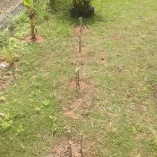 Tanaman hasil cangkokan hanya memiliki akar serabut, sehingga mudah tumbang/roboh dan umur tanaman lebih pendek dibandingkan tumbuhan yang di tanam dari biji. Tanam Batang Ubi Kayu