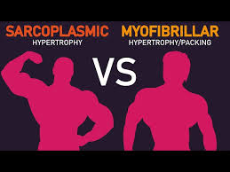 sarcoplasmic vs myofibrillar