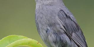 gray catbird national geographic