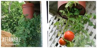 Upside Down Tomato Planters Are Smart