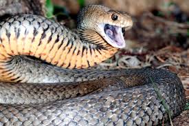 Are Australian Snakes The Deadliest In The World Not Even Close