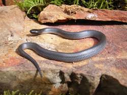 Snake Safety Snake And Reptile Removal Black Snake