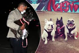 Lady gaga is offering a $500,000 reward for the return of her bulldogscredit: 7j4q 4mlorhe M
