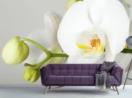 wall mural photo wallpaper giant orchid