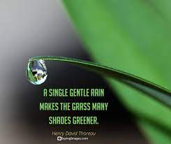 Enjoy your rainy days with these raindrop quotes and find a deeper meaning to life. 22 Rain Quotes To Shower You With Inspiration Sayingimages Com