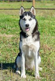 siberian husky dog with blue eyes