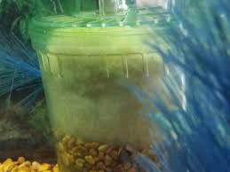 Buy your planted freshwater fish tank or saltwater reef aquarium . How To Use Box Corner Filters In An Aquarium Pethelpful