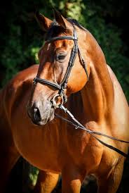 images?q=tbn:ANd9GcRcfNC618IDWIj-WhySXHT0ruZqSQftT74_ag&usqp=CAU