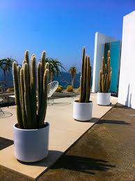 Potted Cactus Succulents