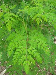 The Nutrient Content Of Moringa Oleifera Leaves