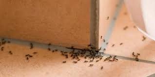 how to get rid of ants in your house