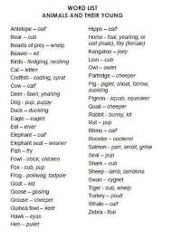 Word List Animals And Their Young Useful I Guess Ingles