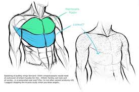 Identify bony landmarks and muscles on the human body. Character Anatomy Torso