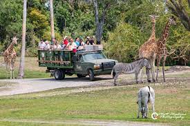 serengeti safari tour at busch gardens