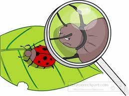 Science Clipart Magnifying Glass Bug