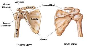 There are actually four joints that make up the shoulder. Shoulder Range Of Motion
