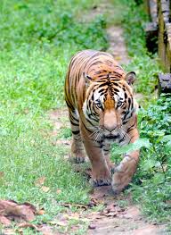 Untuk melihat detail lagu harimau malaya klik salah satu judul yang cocok, kemudian untuk link download. Harimau My Kempen Selamatkan Harimau Malaya
