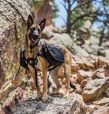 ollydog trekker rf dog backpack harness