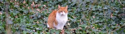 Is English Ivy Toxic To Cats