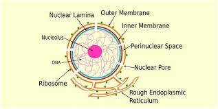 nuclear membrane structure function