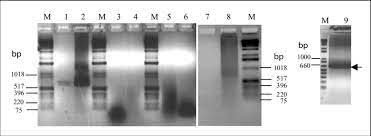 dna fragments and pcr s