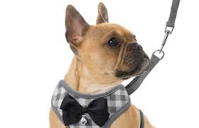 The french bulldog owner website works as a participant in the amazon services llc. These Dog Harnesses Have The Highest Ratings On Amazon The Pet Collective