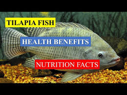 tilapia fish health benefits and