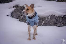 Best Dog Coats And Sweaters For Active
