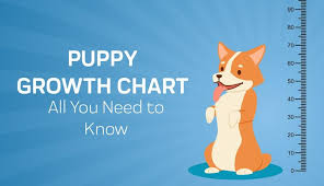 How big will my puppy get. Puppy Growth Chart By Month Breed Size With Faq All You Need To Kn Innovet Pet