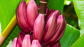 what-are-purple-bananas