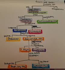 Staphylococcus Flow Chart Microbiology Hematology Medical