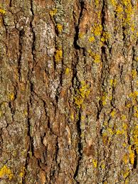 maple tree diseases on the bark
