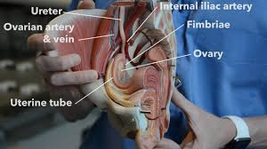 We did not find results for: Female Reproductive System Internal Organs Part 1 Youtube