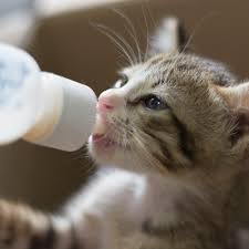 If you decide that making cat food is not for you, then please at least feed canned food and no dry food. Kitten Feeding Schedule How Much To Feed Your Growing Kitten