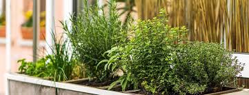 Keep Herbs Alive And Well In Winter