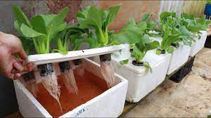 growing hydroponic vegetable garden at