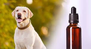 Apoquel For Dogs A Guide To Apoquel Uses Side Effects And