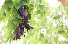 bats pest uk