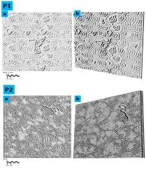 3d printed bioreceptive tiles